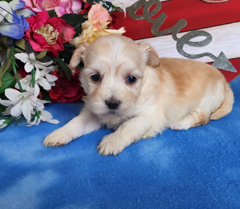 Available Havanese Puppies