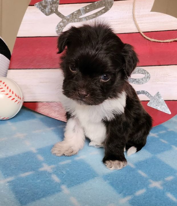 Available Havanese Puppies