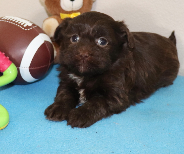 Available Havanese Puppies