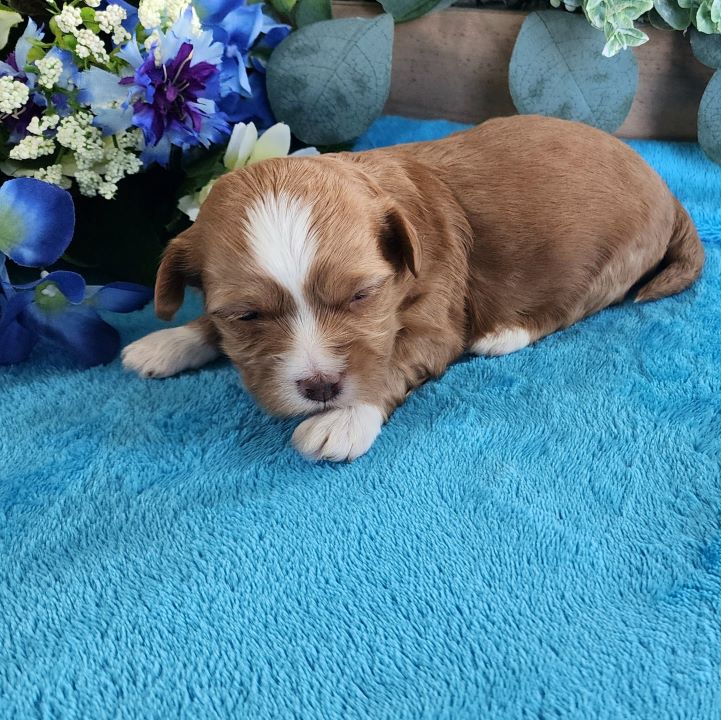 Available Havanese Puppies